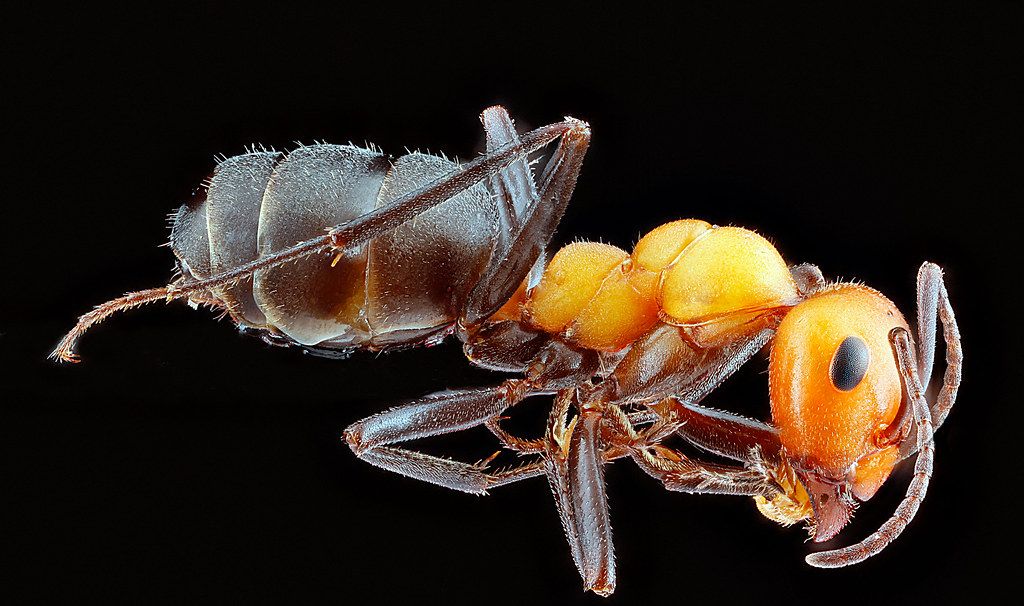 Ant Control service in Decatur, IL