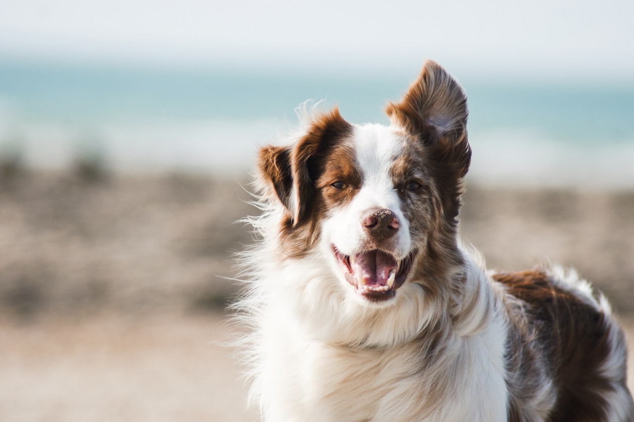 Flea & Tick Control service in Decatur, IL