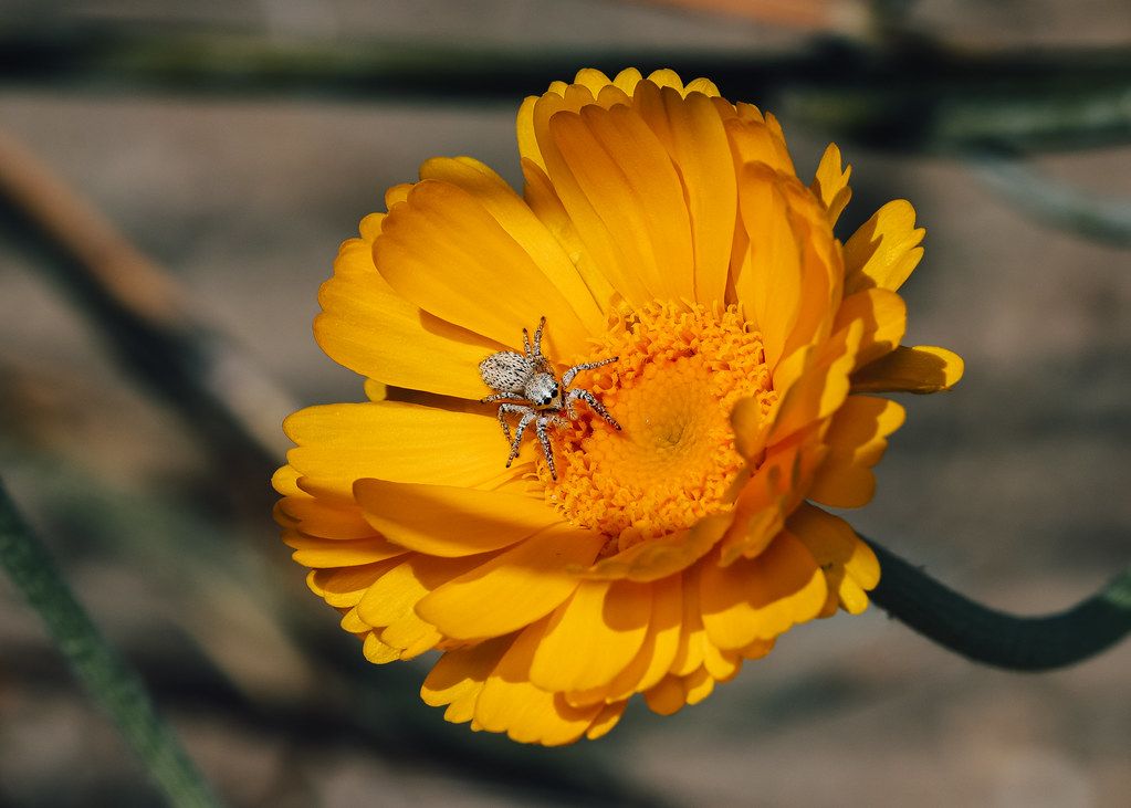 Spider Control service in Decatur, IL